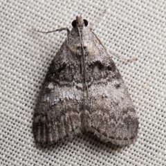 Pococera by (c) Ken-ichi Ueda, some rights reserved (CC BY), uploaded by Ken-ichi Ueda. Used under a CC-BY license.