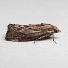 Galleria mellonella by (c) Ken-ichi Ueda, some rights reserved (CC BY), uploaded by Ken-ichi Ueda. Used under a CC-BY license.