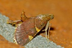 Hypsopygia olinalis by (c) Steve Kerr, some rights reserved (CC BY), uploaded by Steve Kerr. Used under a CC-BY license.