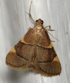 Hypsopygia olinalis by (c) Nick Block, some rights reserved (CC BY), uploaded by Nick Block. Used under a CC-BY license.