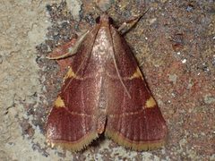Hypsopygia olinalis by (c) John P Friel, some rights reserved (CC BY), uploaded by John P Friel. Used under a CC-BY license.