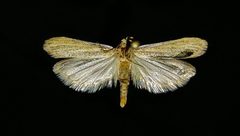 Bandera virginella by (c) Doug Macaulay, some rights reserved (CC BY), uploaded by Doug Macaulay. Used under a CC-BY license.