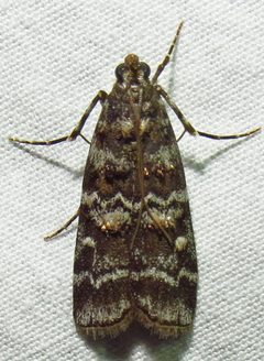 Dioryctria amatella by (c) David Dodd, some rights reserved (CC BY), uploaded by David Dodd. Used under a CC-BY license.