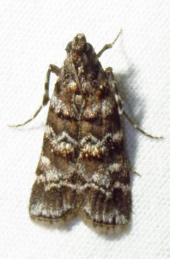 Dioryctria amatella by (c) David Dodd, some rights reserved (CC BY), uploaded by David Dodd. Used under a CC-BY license.