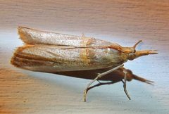 Etiella zinckenella by (c) Annika Lindqvist, some rights reserved (CC BY), uploaded by Annika Lindqvist. Used under a CC-BY license.