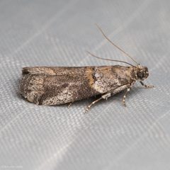Acrobasis caliginella by (c) Ken-ichi Ueda, some rights reserved (CC BY), uploaded by Ken-ichi Ueda. Used under a CC-BY license.
