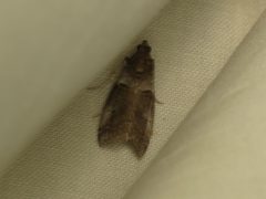 Acrobasis caliginella by (c) Donald Hobern, some rights reserved (CC BY). Used under a CC-BY license.