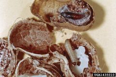 Cadra cautella by (c) Clemson University - USDA Cooperative Extension Slide Series, some rights reserved (CC BY). Used under a CC-BY license.