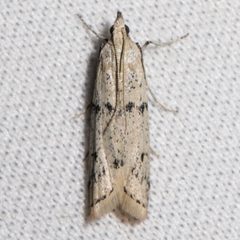 Phycitini by (c) Ken-ichi Ueda, some rights reserved (CC BY), uploaded by Ken-ichi Ueda. Used under a CC-BY license.