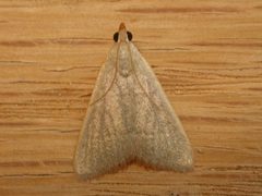 Hypsopygia by (c) Donald Hobern, some rights reserved (CC BY). Used under a CC-BY license.