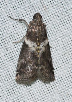 Salebriaria fasciata by no rights reserved, uploaded by Chrissy McClarren and Andy Reago. Used under a CC0 license.
