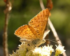 Apodemia ares by (c) Roger Rittmaster, some rights reserved (CC BY), uploaded by Roger Rittmaster. Used under a CC-BY license.