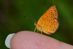 Calephelis muticum by (c) Andy Reago & Chrissy McClarren, some rights reserved (CC BY). Used under a CC-BY license.