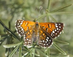 Apodemia mormo langei by (c) USFWS Endangered Species, some rights reserved (CC BY). Used under a CC-BY license.