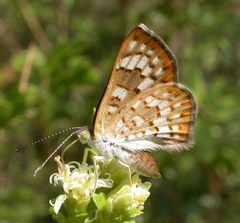 Apodemia walkeri by (c) Nick Block, some rights reserved (CC BY), uploaded by Nick Block. Used under a CC-BY license.