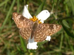 Apodemia walkeri by (c) Nick Block, some rights reserved (CC BY), uploaded by Nick Block. Used under a CC-BY license.