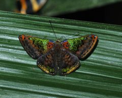 Riodininae by (c) Roger Rittmaster, some rights reserved (CC BY), uploaded by Roger Rittmaster. Used under a CC-BY license.