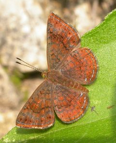 Calephelis rawsoni by (c) Nick Block, some rights reserved (CC BY), uploaded by Nick Block. Used under a CC-BY license.