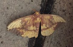 Eacles imperialis imperialis by (c) Tim Schreckengost, some rights reserved (CC BY), uploaded by Tim Schreckengost. Used under a CC-BY license.