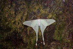 Actias by (c) Licheng Shih, some rights reserved (CC BY), uploaded by Licheng Shih. Used under a CC-BY license.