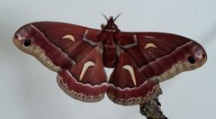 Hyalophora euryalus euryalus by (c) Barbara Banfield, some rights reserved (CC BY), uploaded by Barbara Banfield. Used under a CC-BY license.