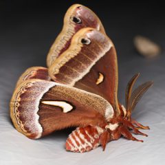 Hyalophora euryalus by (c) Ken-ichi Ueda, some rights reserved (CC BY), uploaded by Ken-ichi Ueda. Used under a CC-BY license.