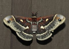 Hyalophora by (c) Roger Rittmaster, some rights reserved (CC BY), uploaded by Roger Rittmaster. Used under a CC-BY license.