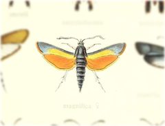 Eichlinia magnifica by no rights reserved, uploaded by Andreas Manz. Used under a CC0 license.
