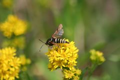 Albuna pyramidalis by (c) Desiree L. Narango, some rights reserved (CC BY), uploaded by Desiree L. Narango. Used under a CC-BY license.