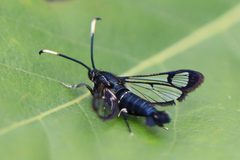 Synanthedon albicornis by (c) eebee, some rights reserved (CC BY), uploaded by eebee. Used under a CC-BY license.