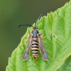 Synanthedon rileyana by (c) Patrick Hanly, some rights reserved (CC BY), uploaded by Patrick Hanly. Used under a CC-BY license.