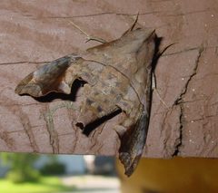 Enyo lugubris by (c) pondhawk, some rights reserved (CC BY). Used under a CC-BY license.