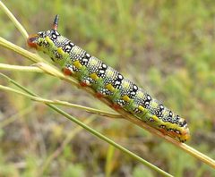 Hyles euphorbiae by (c) christine123, some rights reserved (CC BY), uploaded by christine123. Used under a CC-BY license.