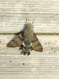 Macroglossum stellatarum by (c) Céline, some rights reserved (CC BY), uploaded by Céline. Used under a CC-BY license.