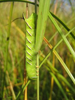 Sphinx luscitiosa by (c) Rob Foster, some rights reserved (CC BY), uploaded by Rob Foster. Used under a CC-BY license.