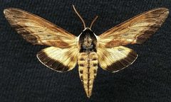 Sphinx luscitiosa by (c) Doug Macaulay, some rights reserved (CC BY), uploaded by Doug Macaulay. Used under a CC-BY license.