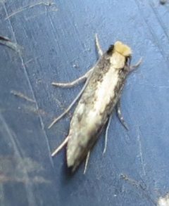 Monopis crocicapitella by no rights reserved, uploaded by Aimee Macarthur. Used under a CC0 license.