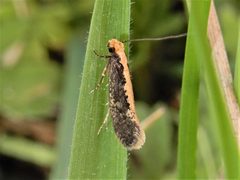 Monopis crocicapitella by (c) Grey Smith, some rights reserved (CC BY), uploaded by Grey Smith. Used under a CC-BY license.
