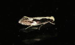 Monopis crocicapitella by (c) Barry Cottam, some rights reserved (CC BY), uploaded by Barry Cottam. Used under a CC-BY license.