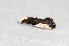 Tineinae by (c) Kristof Zyskowski, some rights reserved (CC BY), uploaded by Kristof Zyskowski. Used under a CC-BY license.