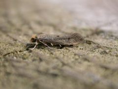 Niditinea by (c) Donald Hobern, some rights reserved (CC BY). Used under a CC-BY license.