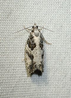Epinotia cinereana by (c) Louis Imbeau, some rights reserved (CC BY), uploaded by Louis Imbeau. Used under a CC-BY license.