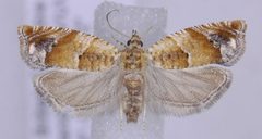 Epinotia miscana by (c) Dave, some rights reserved (CC BY), uploaded by Dave. Used under a CC-BY license.