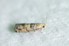 Epinotia normanana by (c) Owen Strickland, some rights reserved (CC BY), uploaded by Owen Strickland. Used under a CC-BY license.