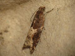 Rhopobota naevana by (c) Donald Hobern, some rights reserved (CC BY). Used under a CC-BY license.