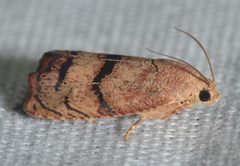 Cydia latiferreana by (c) Andy Reago & Chrissy McClarren, some rights reserved (CC BY). Used under a CC-BY license.