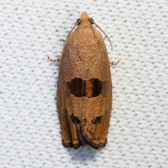 Cydia latiferreana by (c) Ken-ichi Ueda, some rights reserved (CC BY), uploaded by Ken-ichi Ueda. Used under a CC-BY license.