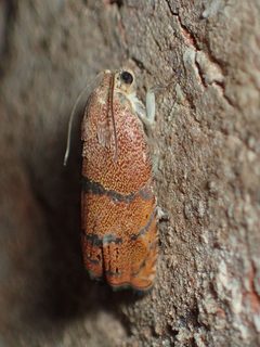 Cydia latiferreana by (c) John P Friel, some rights reserved (CC BY), uploaded by John P Friel. Used under a CC-BY license.
