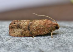 Cydia latiferreana by (c) brendanboyd, some rights reserved (CC BY). Used under a CC-BY license.