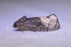 Ecdytolopha insiticiana by no rights reserved, uploaded by Kent McFarland. Used under a CC0 license.